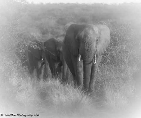 Frankie and Co  African bush elephant,Loxodonta africana