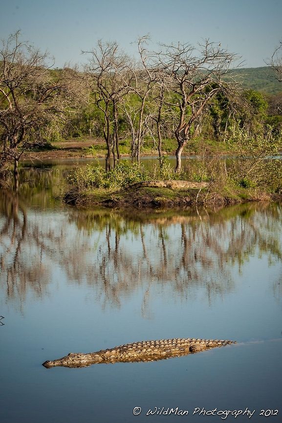 Crocs  Crocodylus niloticus,Nile crocodile