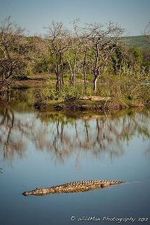 Crocs  Crocodylus niloticus,Nile crocodile