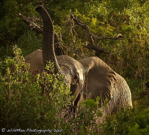 Me Miss, pick me!  African bush elephant,Loxodonta africana