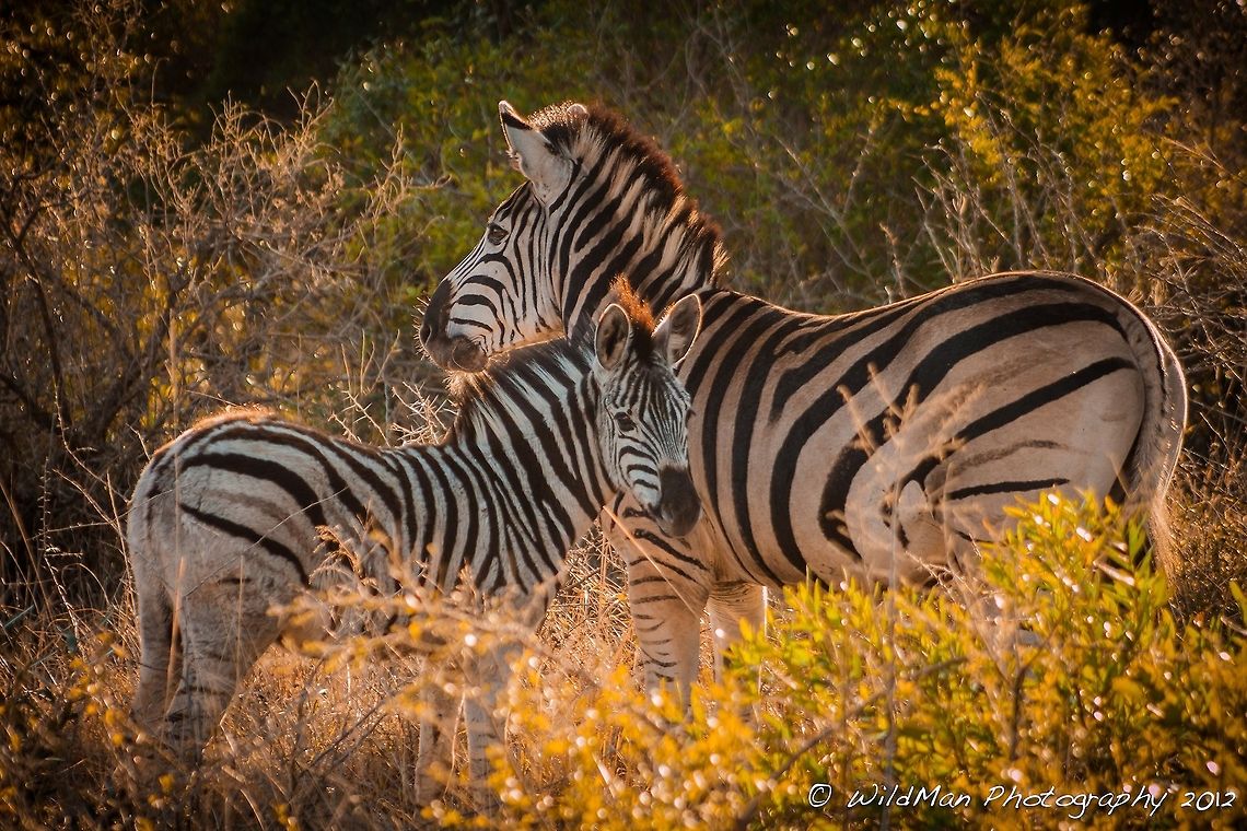Filly and Foal  Burchells zebra,Equus quagga,Equus quagga burchellii,Plains zebra