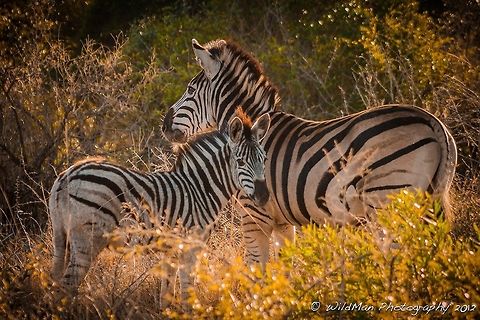 Filly and Foal  Burchells zebra,Equus quagga,Equus quagga burchellii,Plains zebra