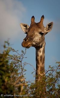 Proud  Giraffa camelopardalis,Giraffe