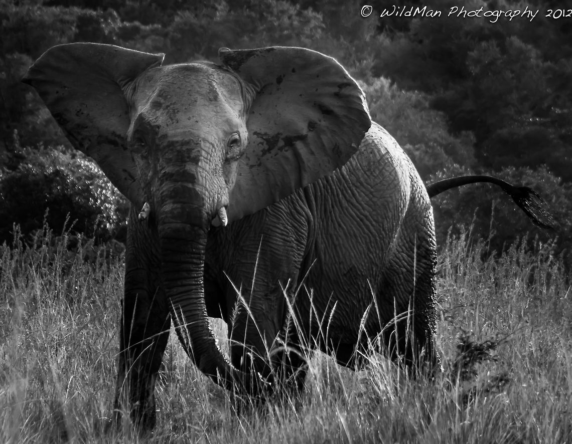 Muddy and Angry  African bush elephant,Loxodonta africana