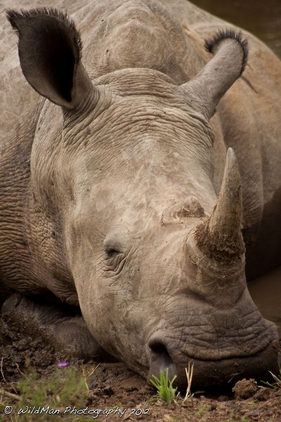 Ntombi Smilng  Ceratotherium simum,White rhinoceros