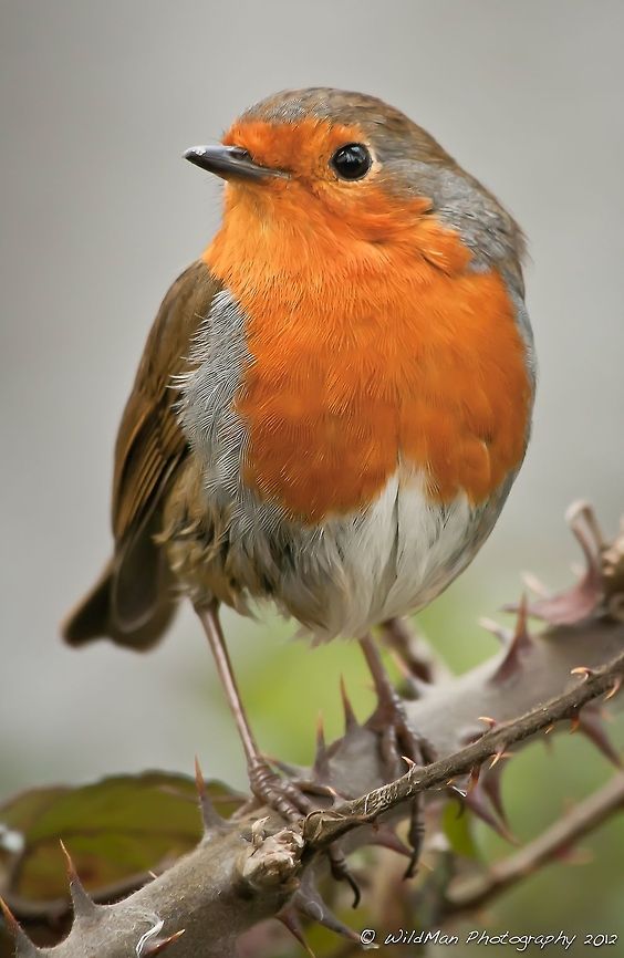 Robin portrait  Erithacus rubecula,European Robin
