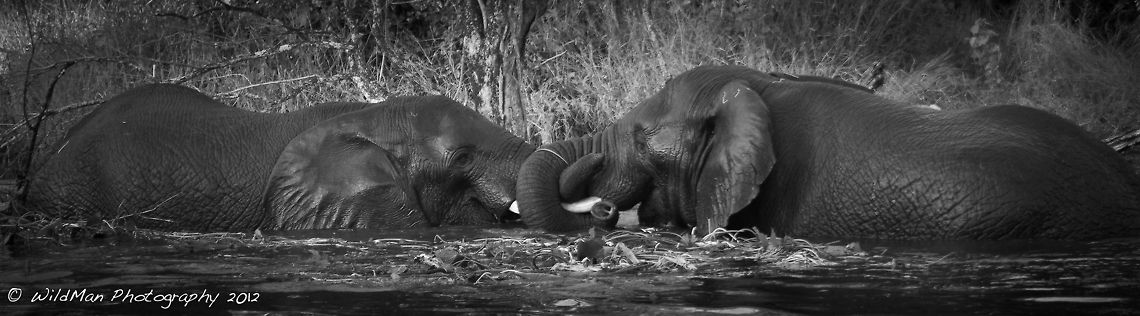Twisted  African bush elephant,Loxodonta africana