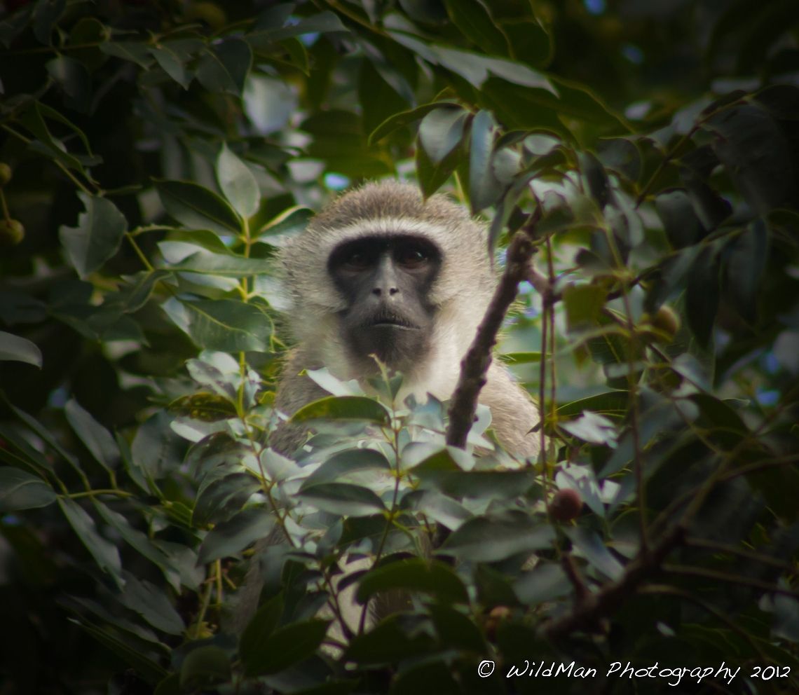 Vervet Framed  Chlorocebus pygerythrus,Vervet monkey