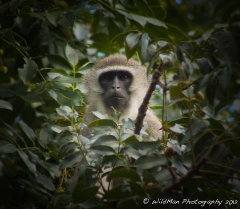 Vervet Framed  Chlorocebus pygerythrus,Vervet monkey
