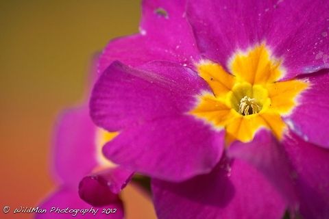 Purple Flower  Primula Vulgaris,Primula vulgaris