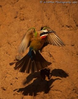 White-fronted Bee-Eater in flight  Merops bullockoides,White-fronted Bee-Eater