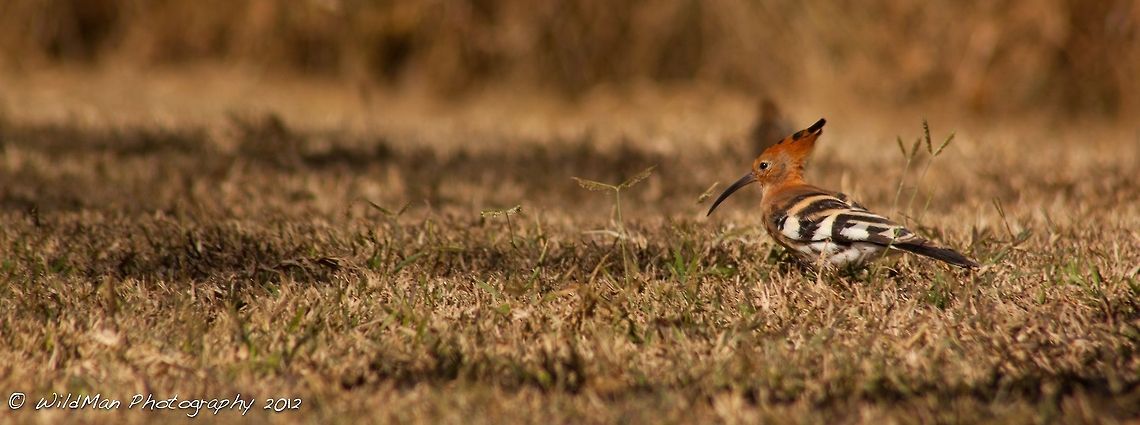African Hoopoe  Hoopoe,Upupa epops