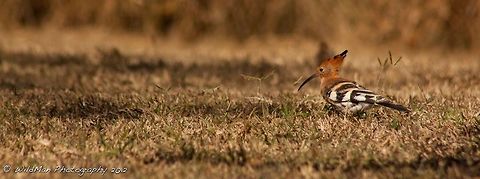 African Hoopoe  Hoopoe,Upupa epops