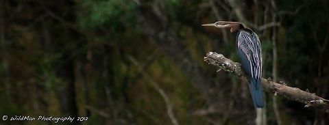 African Darter  African Darter,Anhinga rufa