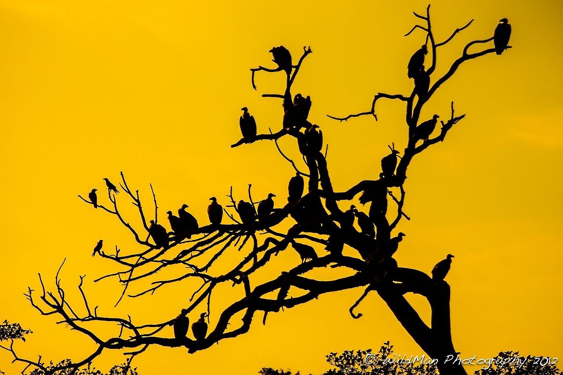 Abstract Vultures & Pied Crows  Gyps africanus,White-backed Vulture