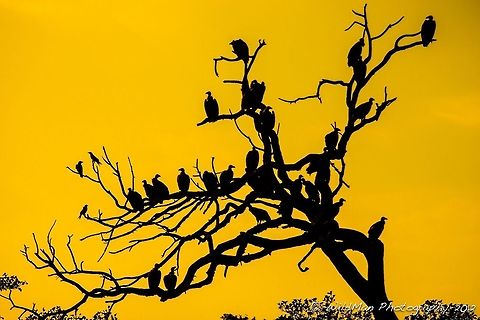 Abstract Vultures & Pied Crows  Gyps africanus,White-backed Vulture
