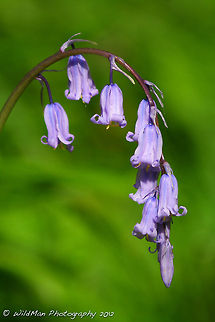 Bluebells Hyacinthoides non-scripta Common bluebell or English bluebell,Hyacinthoides non-scripta
