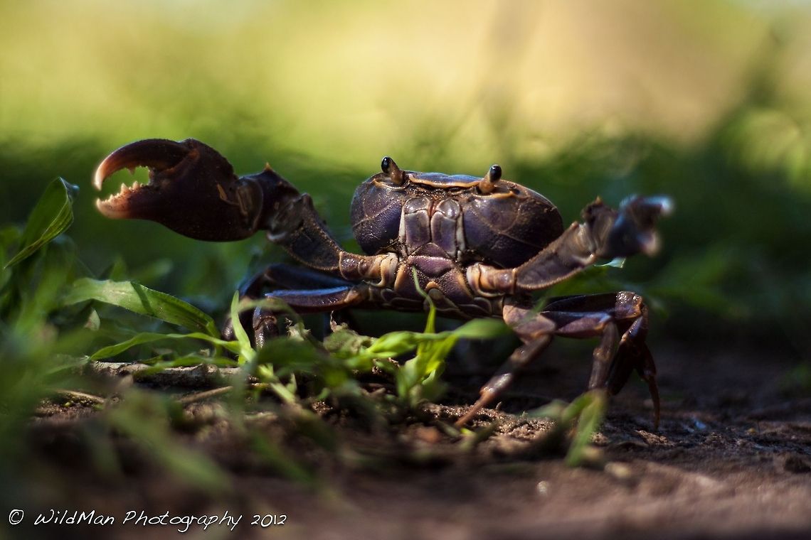 Natal River Crab  Potamonautes sidneyi