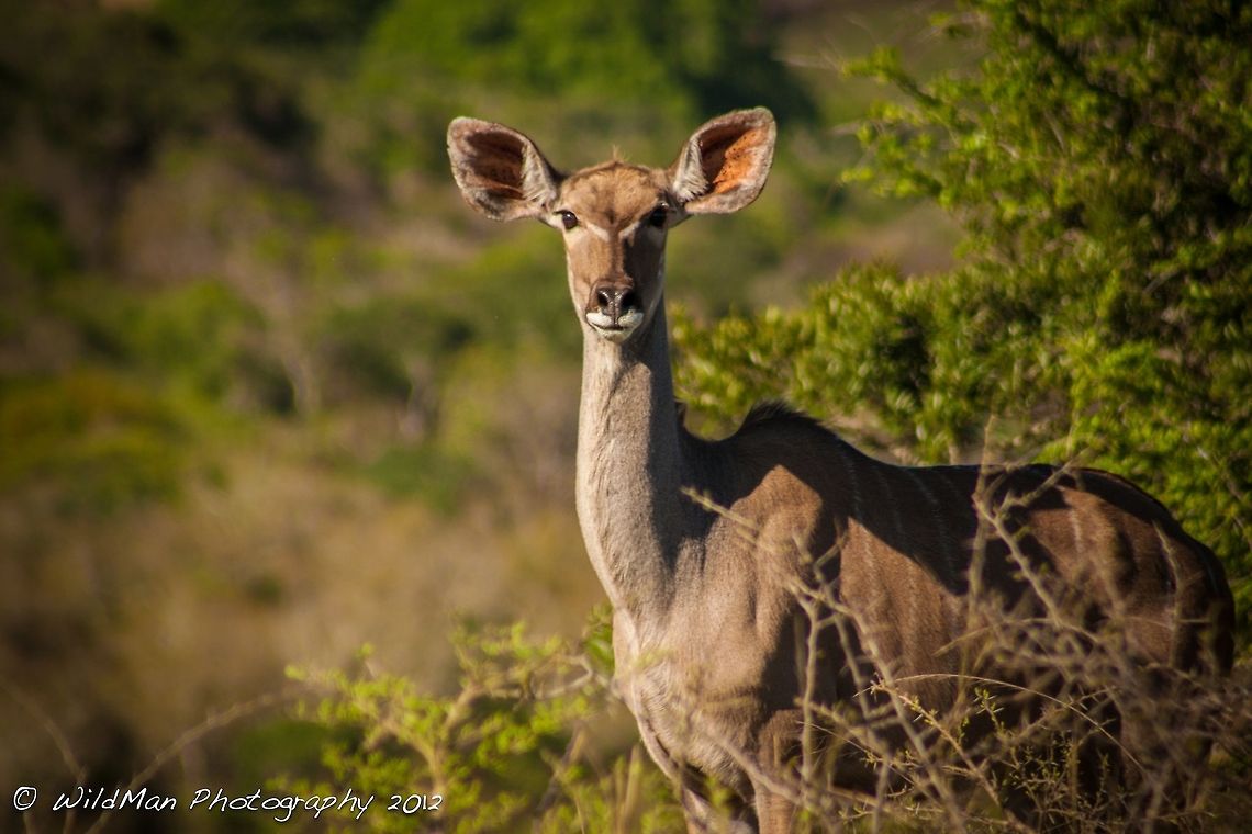 Female Greater Kudu  Greater Kudu,Tragelaphus strepsiceros