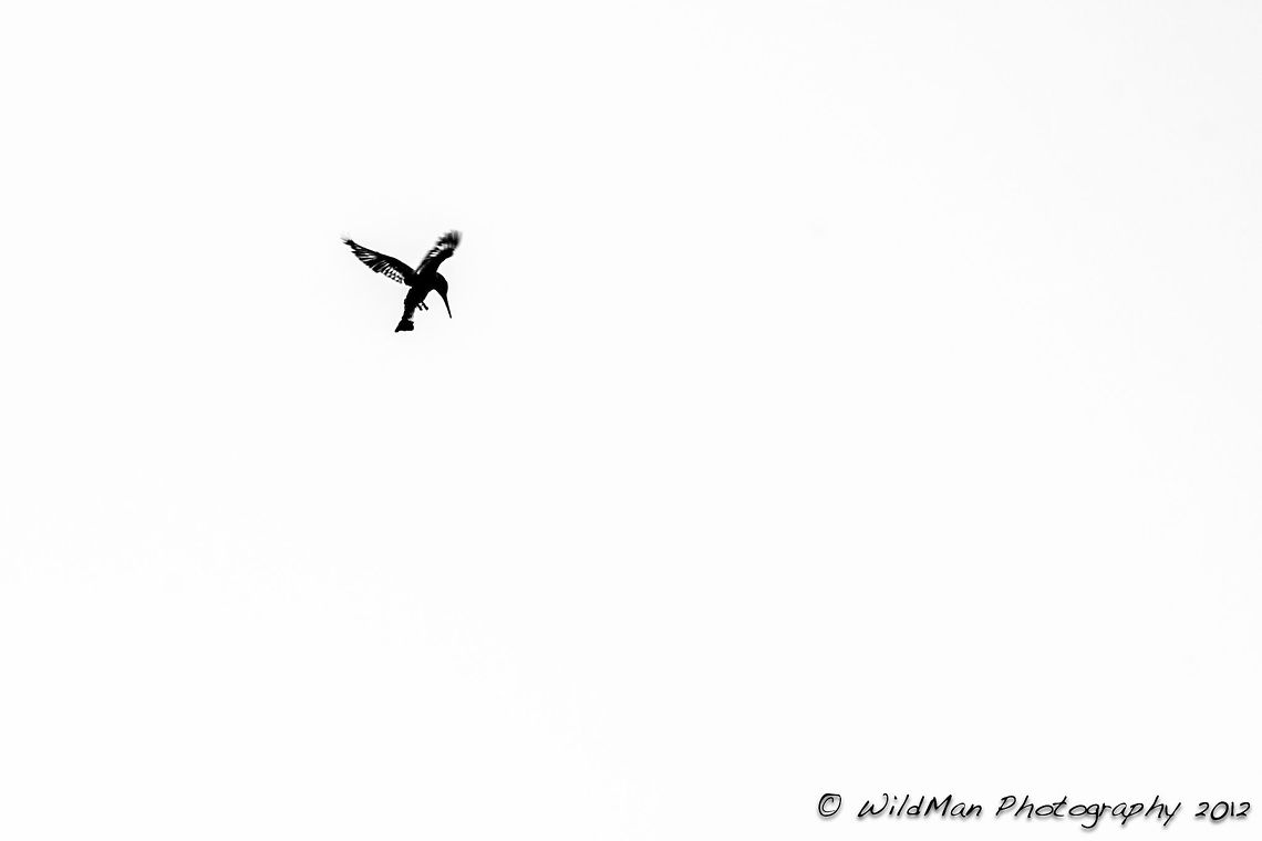 Pied_Kingfisher  Ceryle rudis,Pied Kingfisher