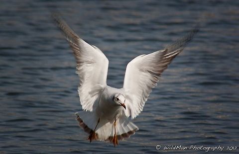 Black Headed Gull  Black-headed Gull,Chroicocephalus ridibundus
