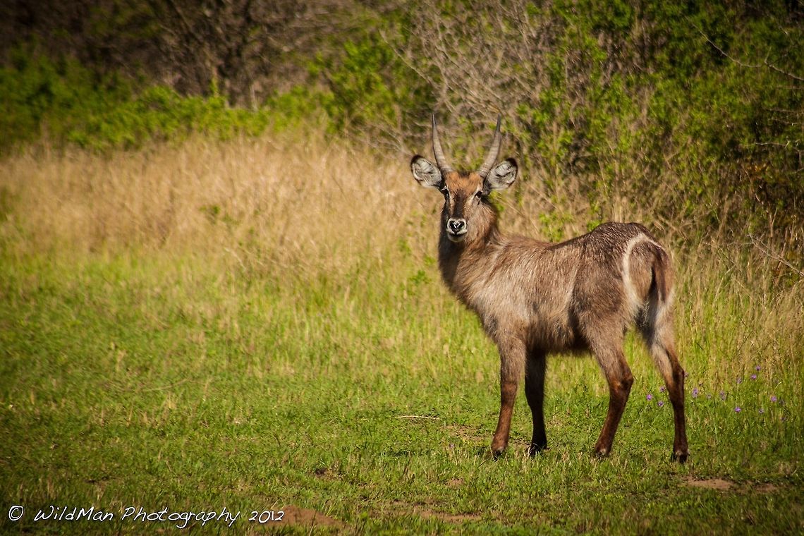 Young Male Waterbuck  Kobus ellipsiprymnus,Waterbuck