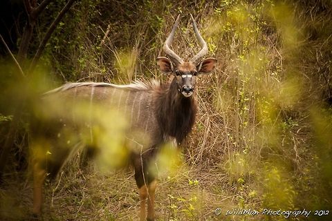 Nyala_Bull  Nyala,Nyala angasii