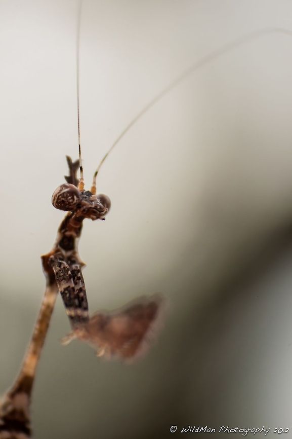 Not the european mantis  Mantodea