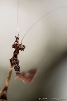 Not the european mantis  Mantodea