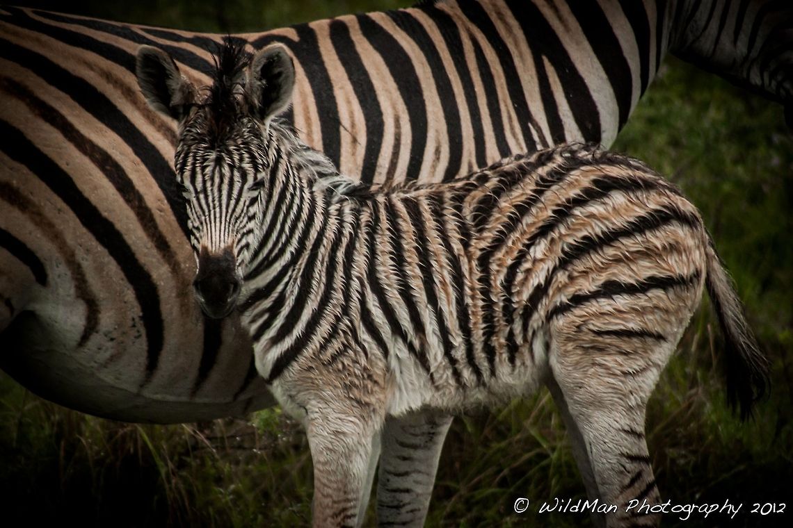 Squinting Baby zebby looking tired. Burchells zebra,Equus quagga burchellii