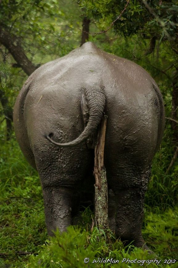 Itchy Bum  Ceratotherium simum,White rhinoceros