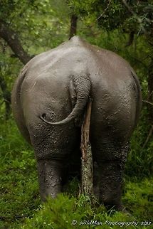 Itchy Bum  Ceratotherium simum,White rhinoceros