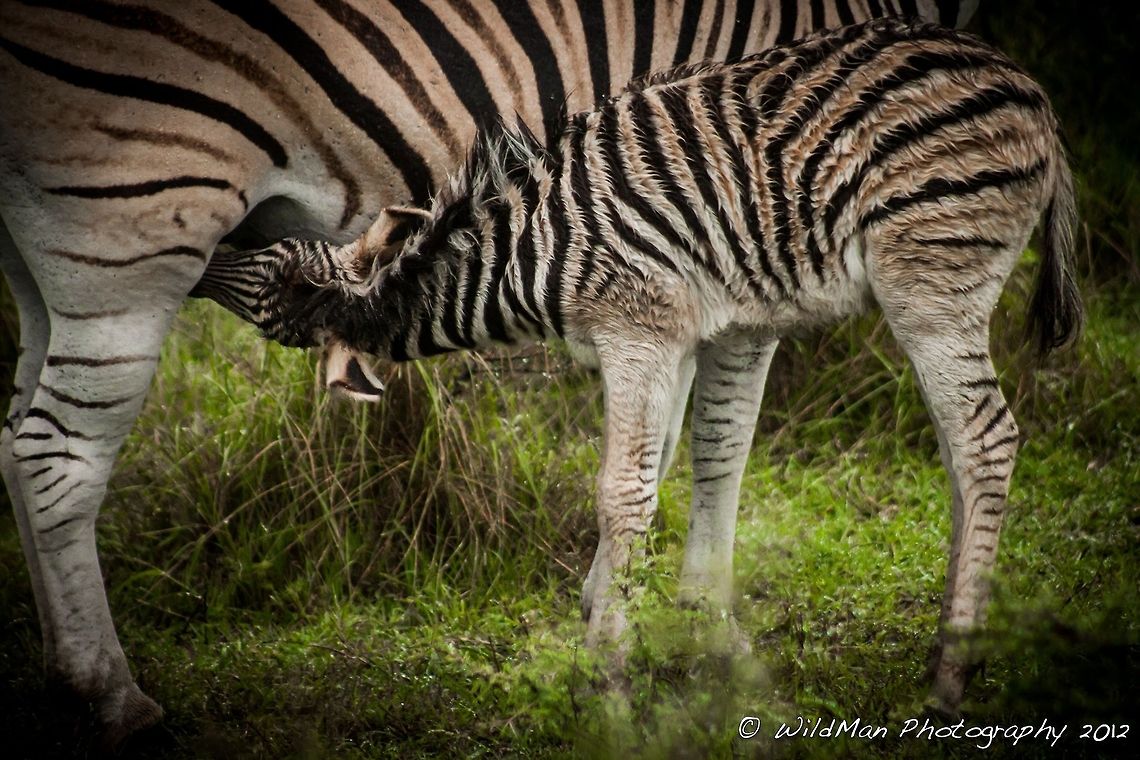 Feeding Time Baby zebra getting a mouthful. Burchells zebra,Equus quagga burchellii