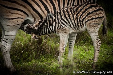 Feeding Time Baby zebra getting a mouthful. Burchells zebra,Equus quagga burchellii