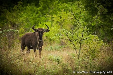 Wildebeest  Blue Wildebeest,Connochaetes taurinus