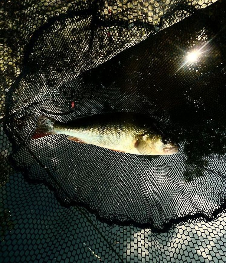 Yellow Perch  Perca flavescens,Yellow perch