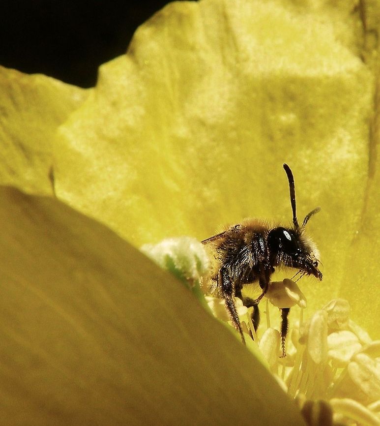 bee_in_welsh_poppy_(2)