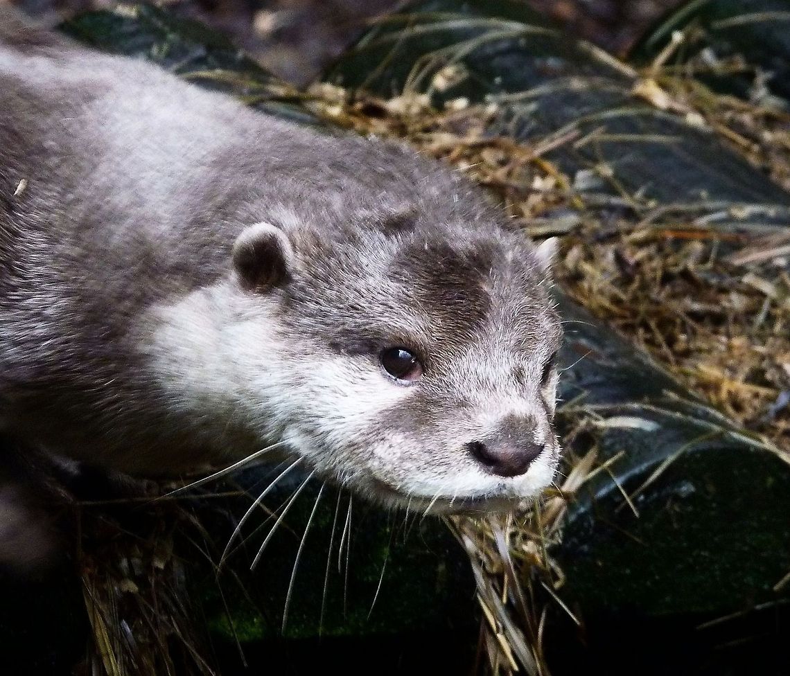 otter  European otter,Lutra lutra