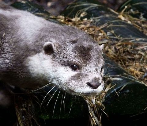 otter  European otter,Lutra lutra