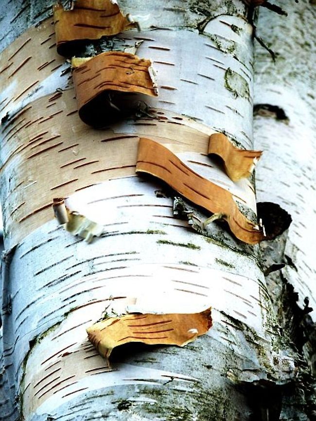 fannnnnnt  Betula papyrifera