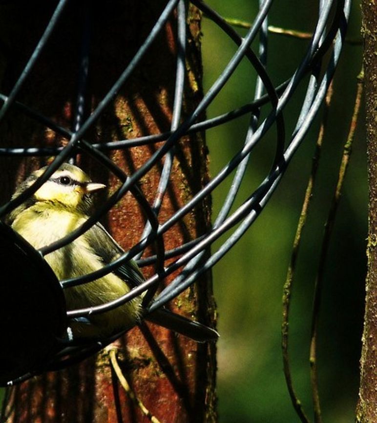fant6  Blue Tit,Cyanistes caeruleus