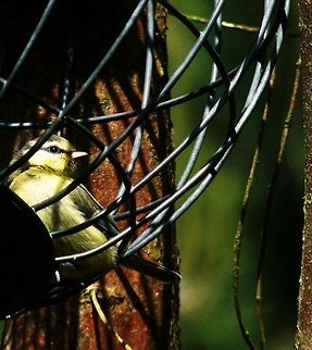 fant6  Blue Tit,Cyanistes caeruleus