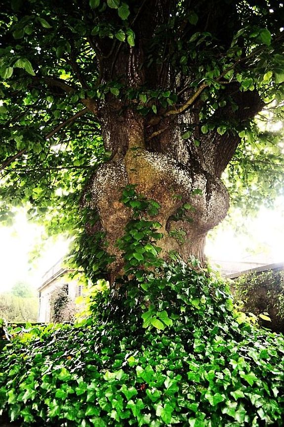Ivy on old tree  Hedera helix