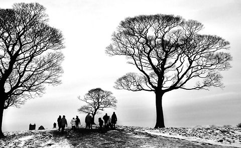 Walking_through_skeleton_trees  winter