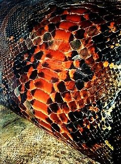 in_the_begging_revised