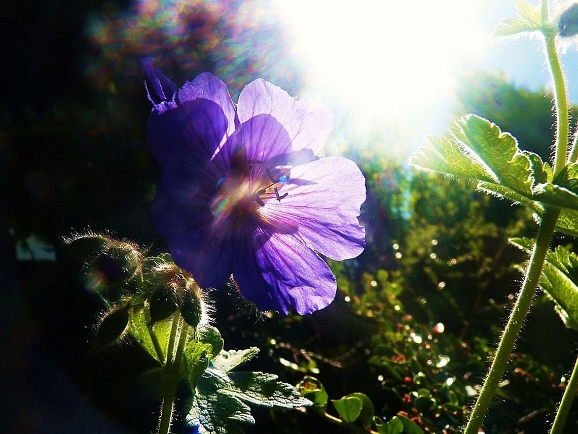 meadowseeet Geranium sp. flower