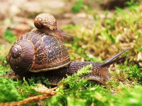 Share a lift home Snail lifting on another snail. Helix pomatia,Roman snail,snail