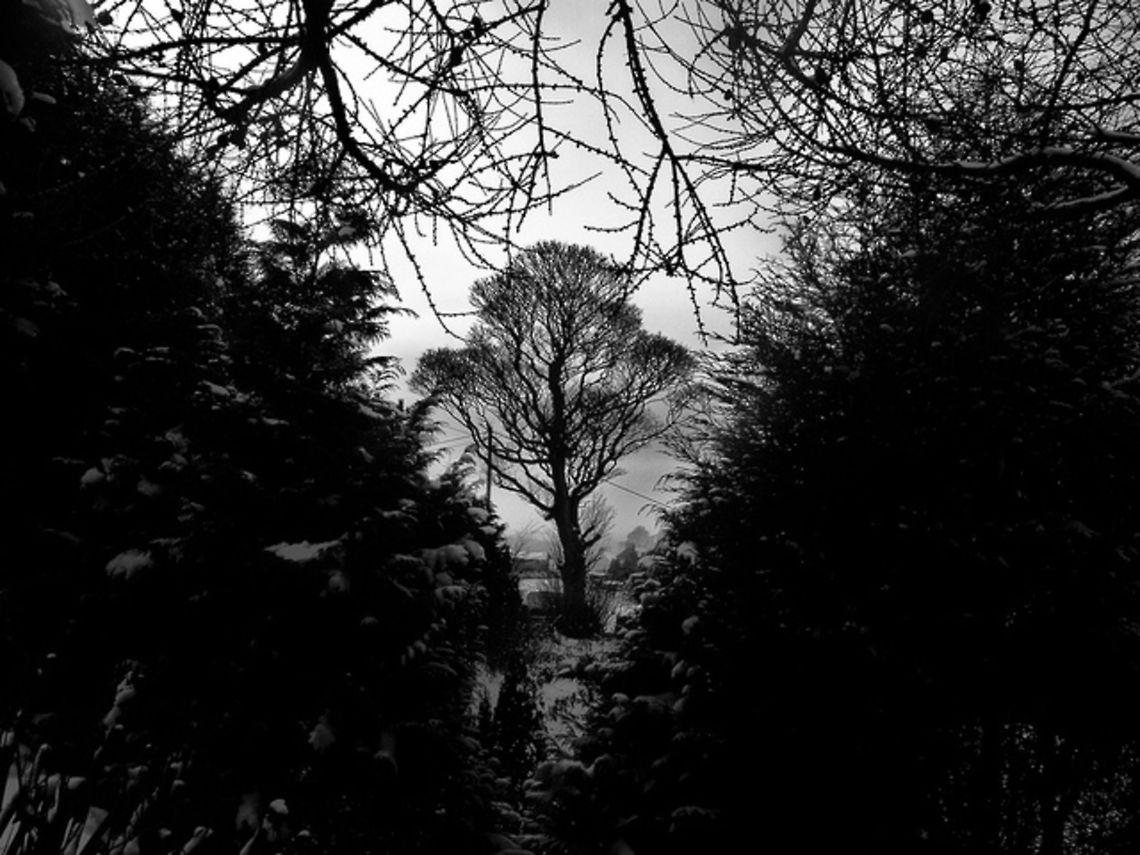 Black and white  snow