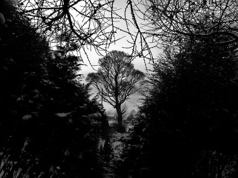 Black and white  snow