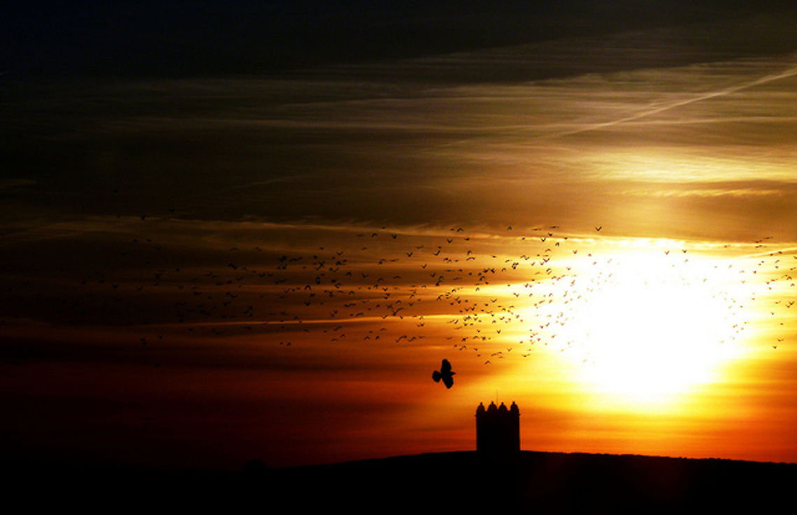birds  birds,sunset